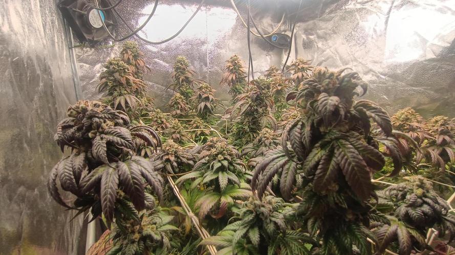 BombyJakPica. Week 13