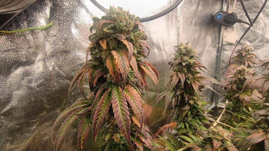 BombyJakPica. Week 13