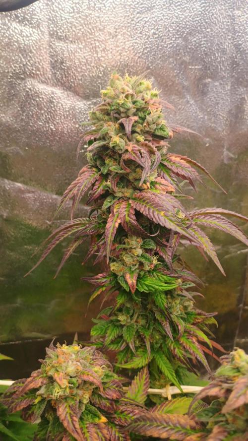 BombyJakPica. Week 13