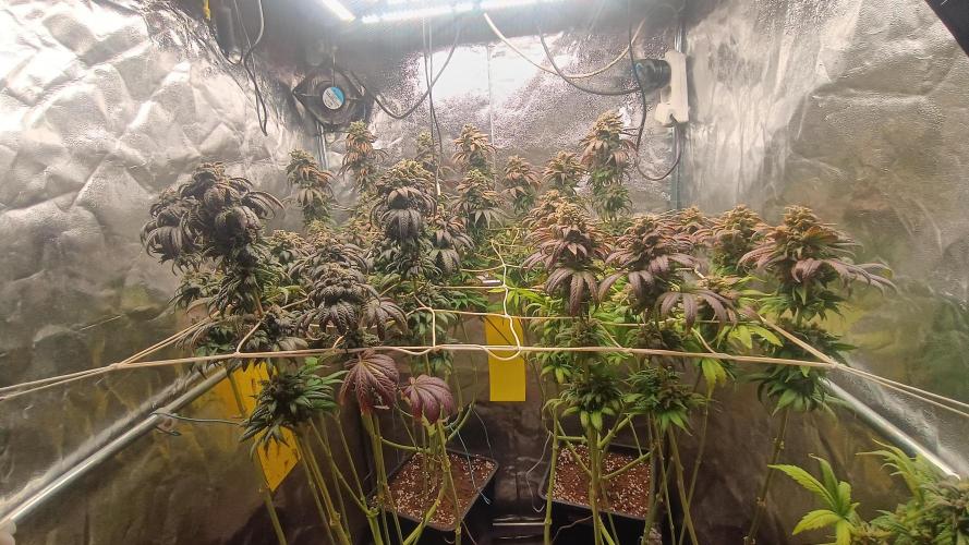 BombyJakPica. Week 13