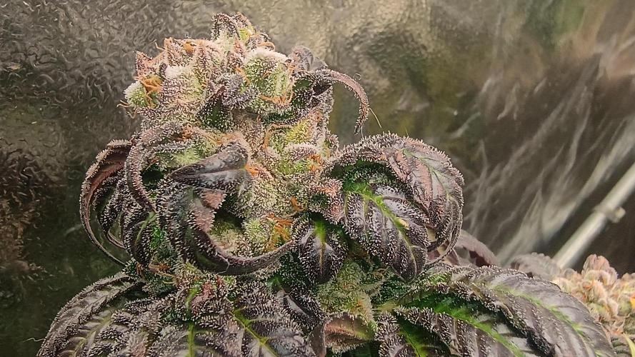 BombyJakPica. Week 13
