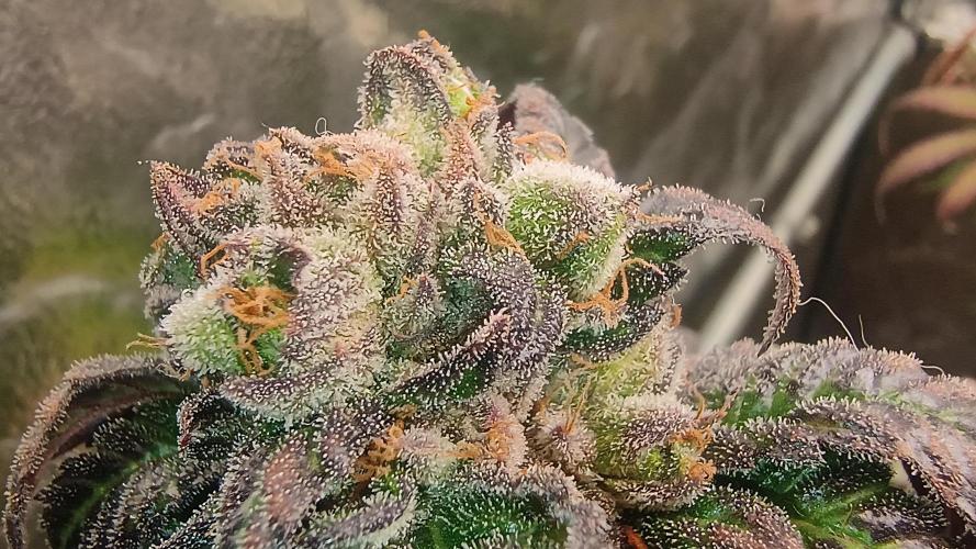 BJP OG Kush . Week 13