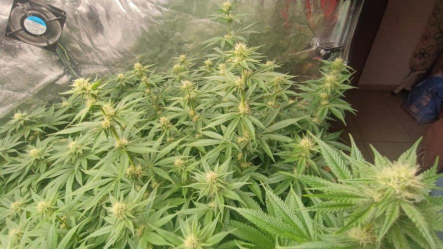 Už jsem jednou jel. Week 8 - Iced out 