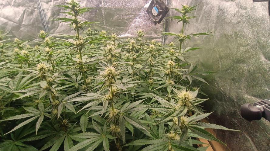 Už jsem jednou jel. Week 8 - Iced out 