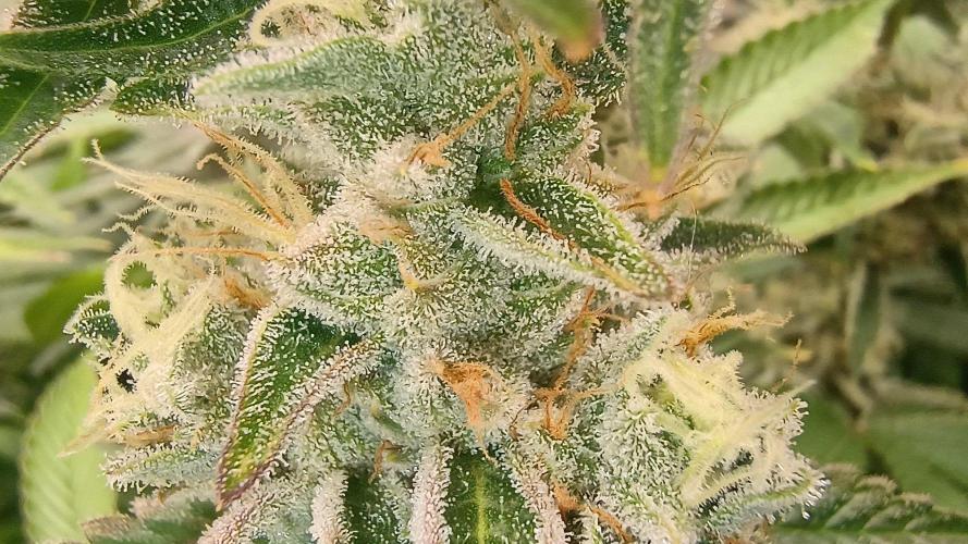Už jsem jednou jel. Week 12 - Iced out 