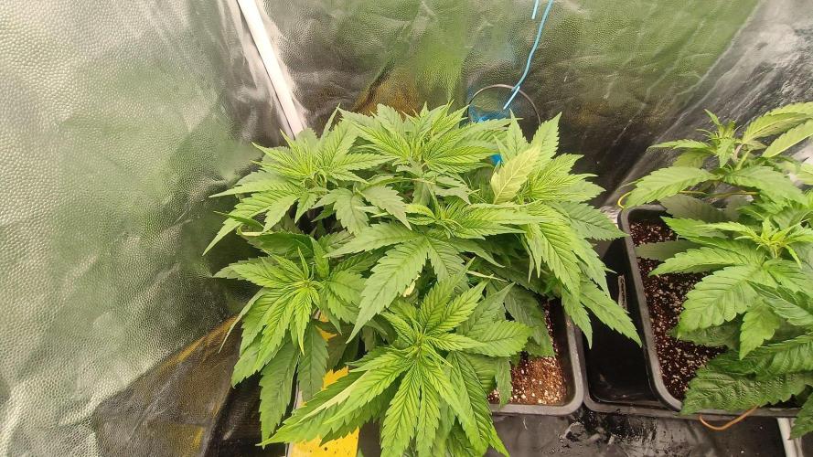 Další projekt vol.2. Week 3 - Grapefruit 
