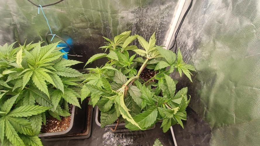 Další projekt vol.2. Week 3 - Grapefruit 