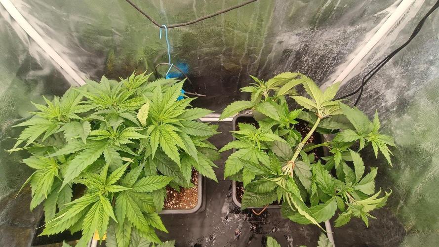 Další projekt vol.2. Week 3 - Grapefruit 