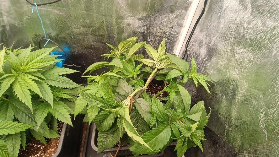 Další projekt vol.2. Week 3 - Grapefruit