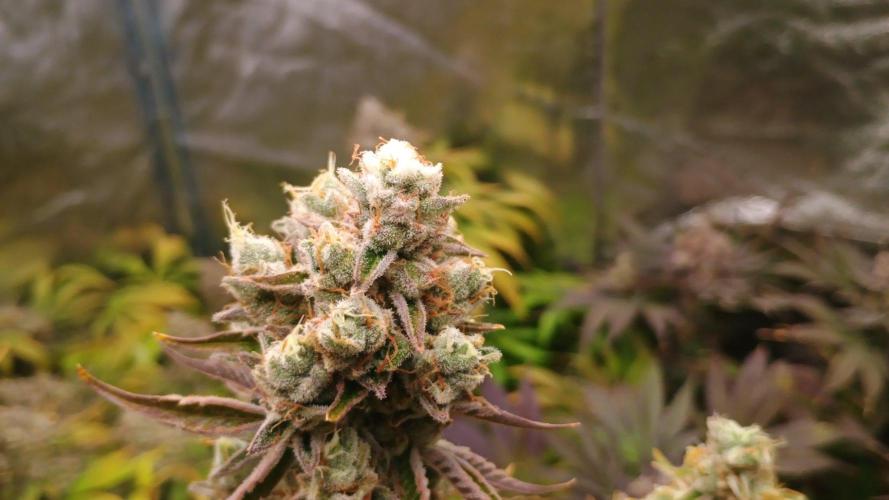 Už jsem jednou jel. Week 14 - Iced out 