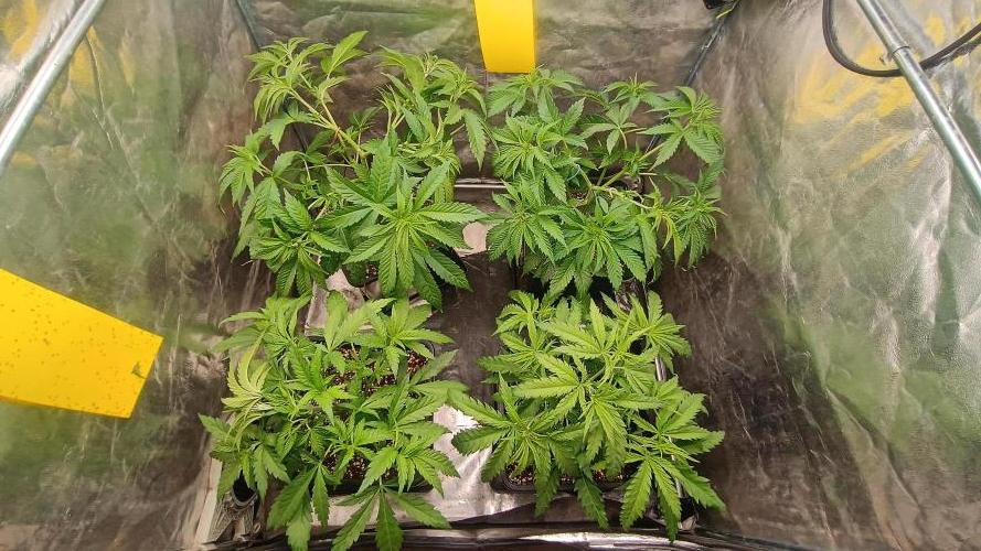 Greenhouse... dutch passion. Week 4 - All