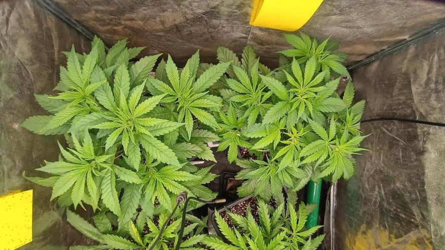 Greenhouse... dutch passion. Week 4 - Kings juice 