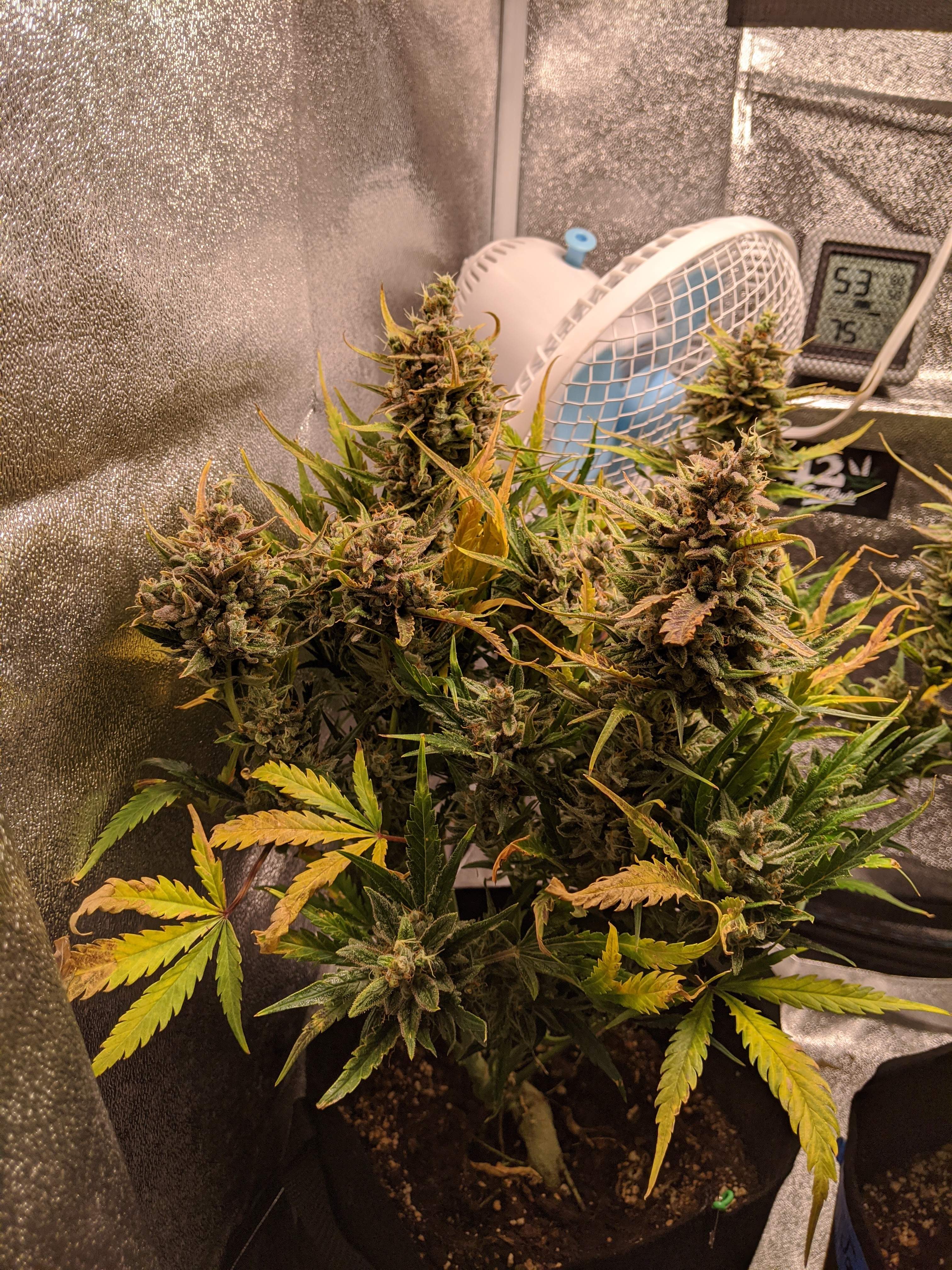 Fast Buds Jack Herer Auto grow diary (journal) week10 by 603Shaman