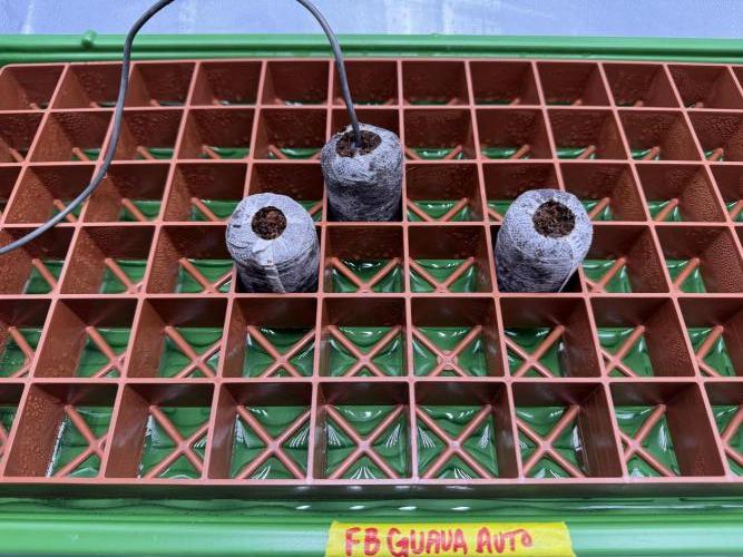 Guava Auto. Week 0 - Into Coco Coins on heat mat set at 77 degrees F.