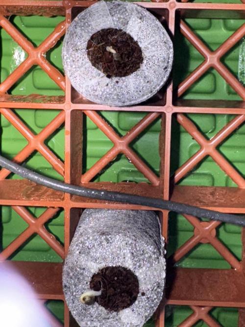 Pineapple Poison #1. Week 1 - Original Skunk #1 11/27/25