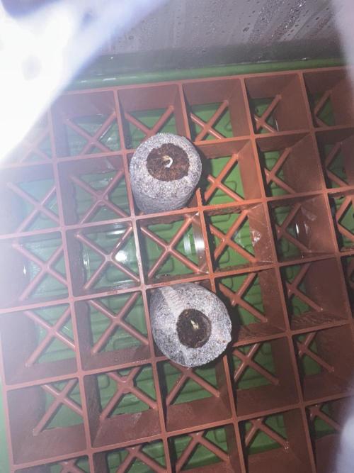 Pineapple Poison #1. Week 1 - Pineapple Express 11/27/25