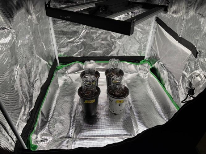 Pineapple Poison #1. Week 1 - Into the tent, 1.25” tall.