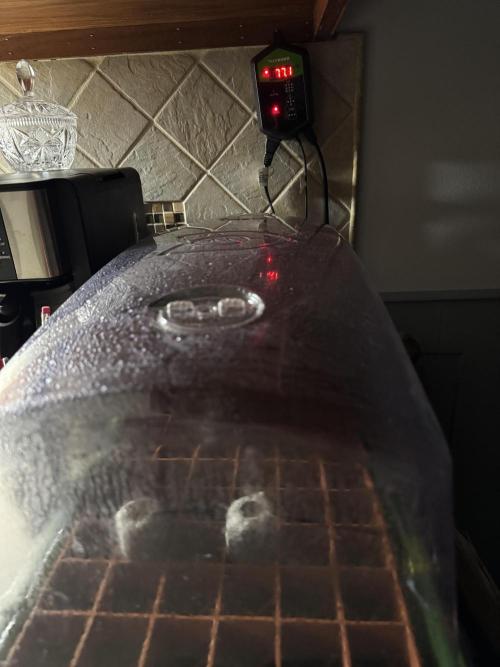 Pineapple Poison #1. Week 0 - Heat mat set to 77 degrees F