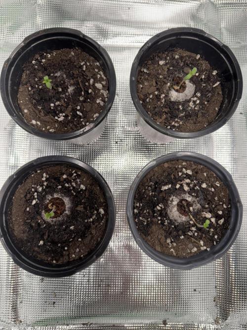 Pineapple Poison #1. Week 1 - Lights set on 18/6.