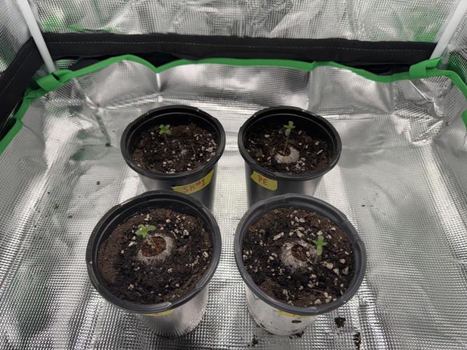 Pineapple Poison #1. Week 1 - Adjusting well.