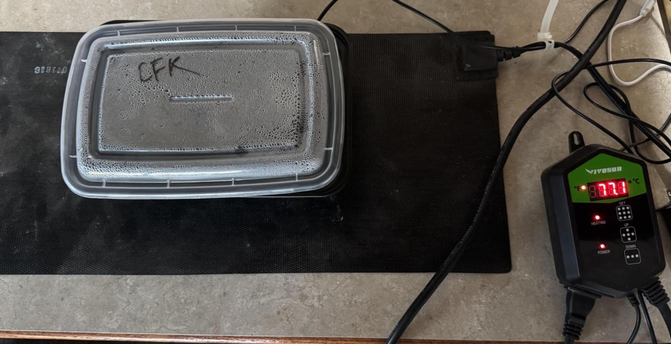 Papaya Cookies Auto. Week 0 - Germinated March 10, 2025