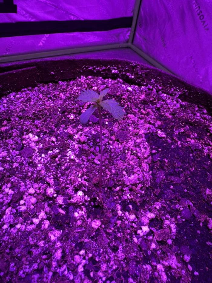 Papaya Cookies Auto. Week 1 - Birthday March 13, 2025