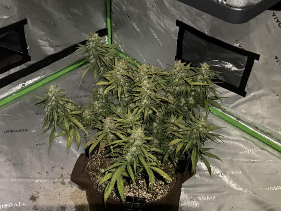 Papaya Cookies Auto. Week 2 - Harvested on May 10, 2025.