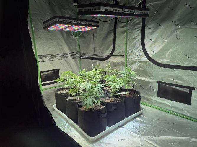 Future Clone. Week 5 - Fresh to the tent, just transplanted into 3 gal pots