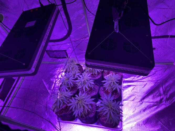 Future Clone. Week 5