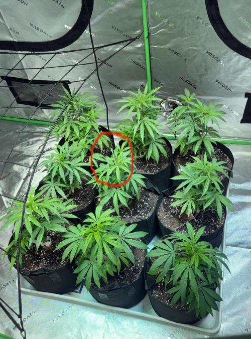 Future Clone. Week 5