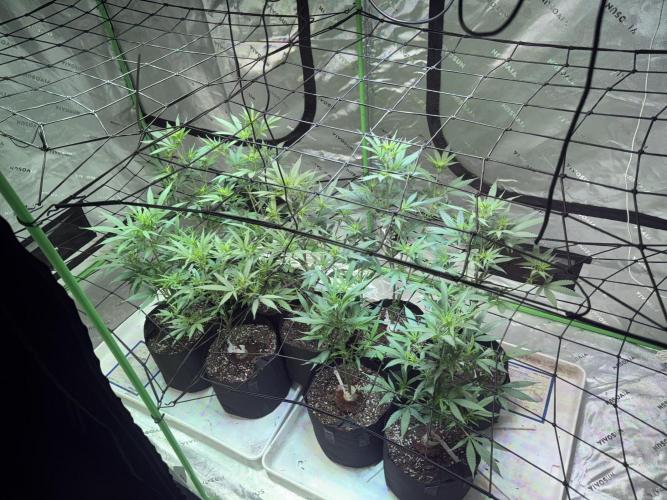 Future Clone. Week 6 - Installed first layer of netting 