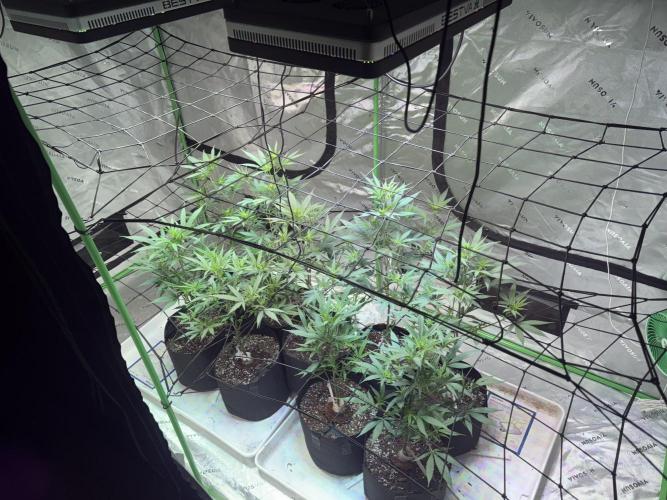 Future Clone. Week 6 - Second layer of netting ready