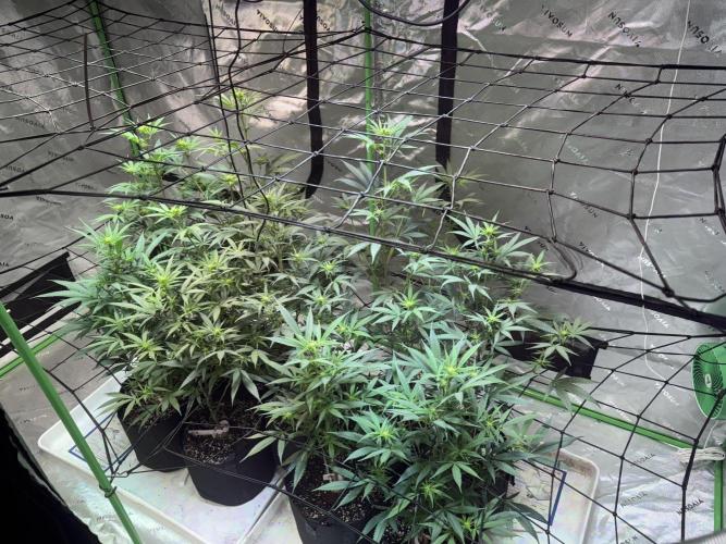 Future Clone. Week 6 - Managing light distance to maintain 18”