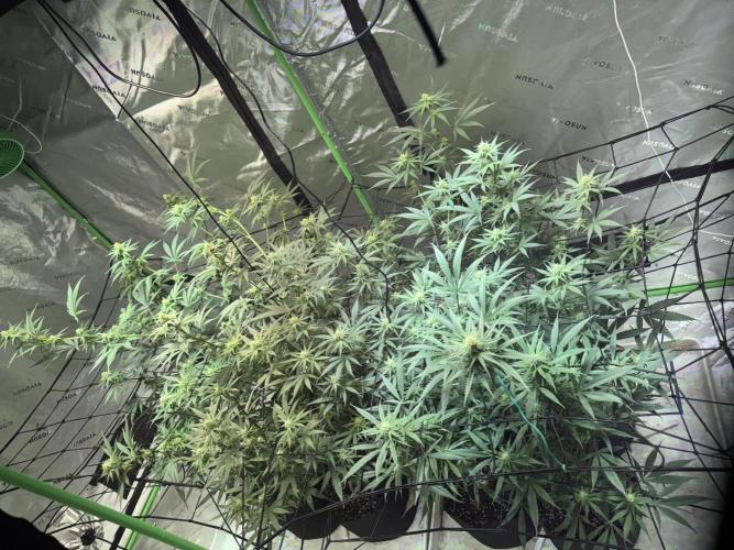 Future Clone. Week 7 - Trying to keep the canopy open