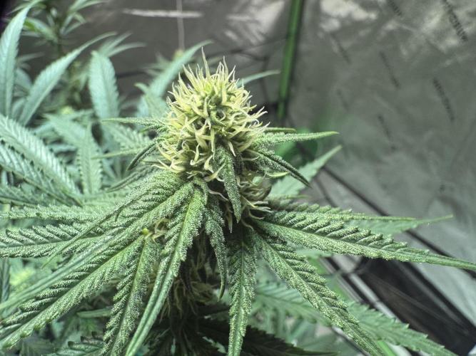 Future Clone. Week 7 - Nice development 