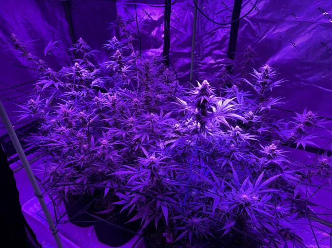 Future Clone. Week 8