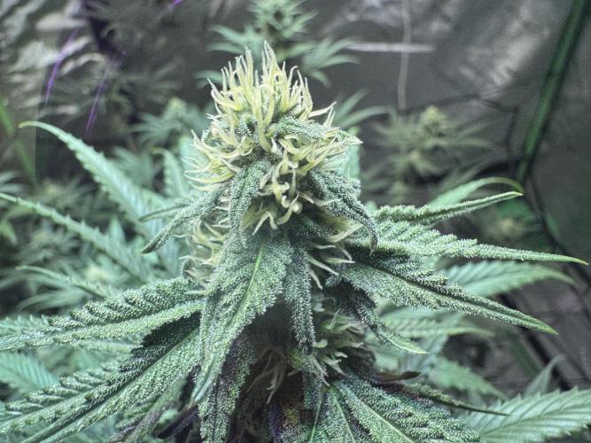 Future Clone. Week 8