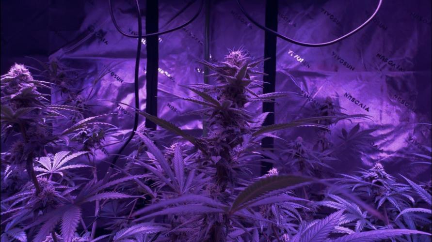 Future Clone. Week 8