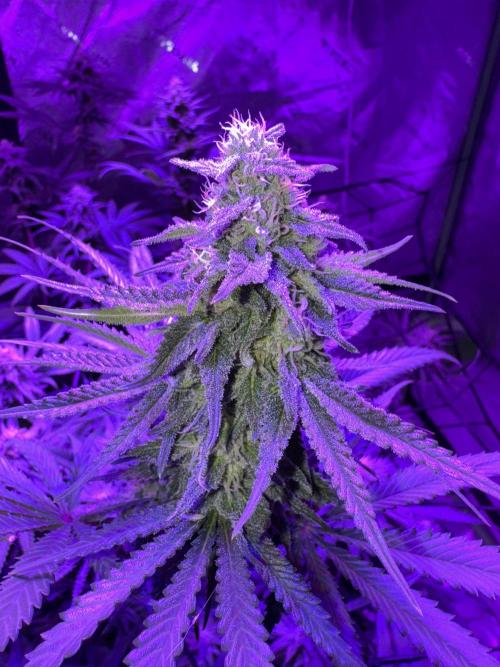 Future Clone. Week 8