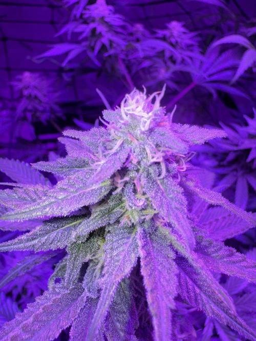 Future Clone. Week 8