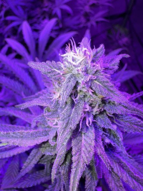 Future Clone. Week 8