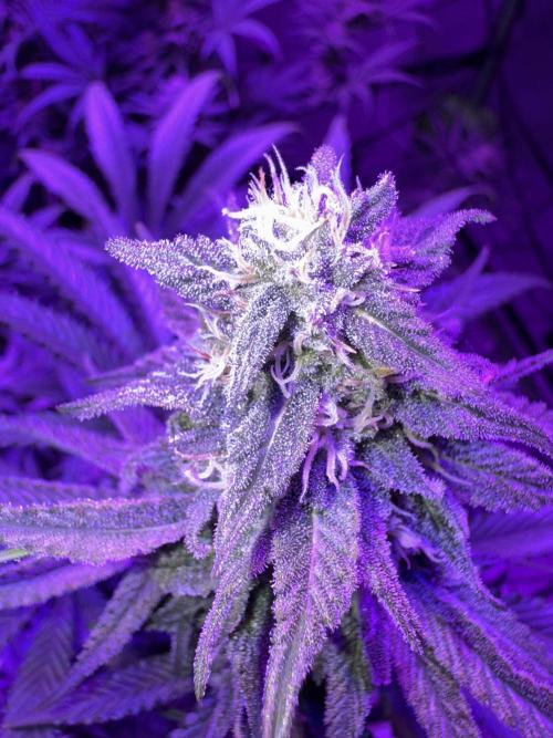 Future Clone. Week 8