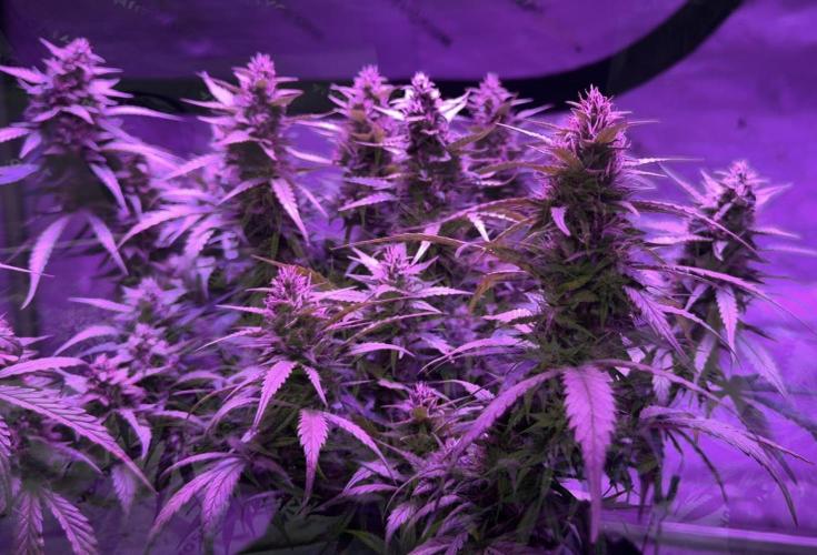 Papaya Cookies Auto. Week 8