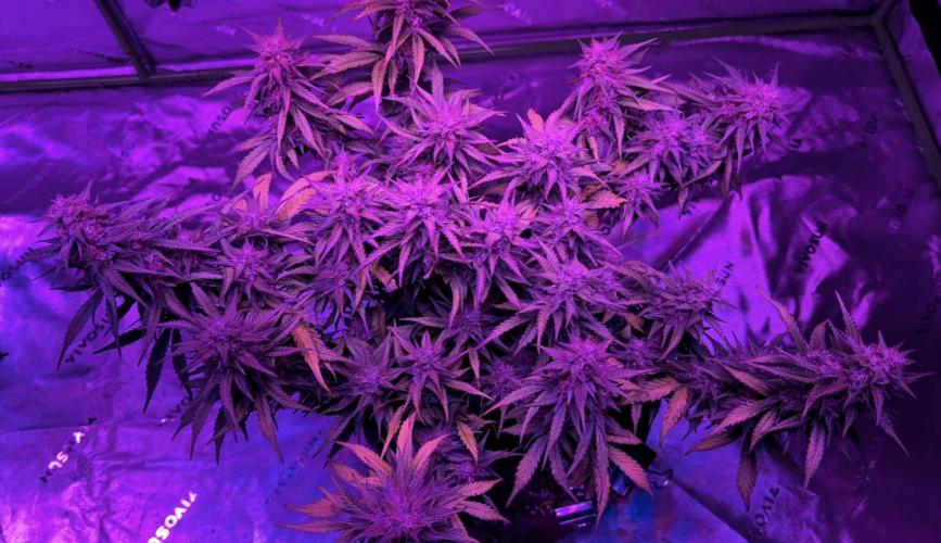 Papaya Cookies Auto. Week 8