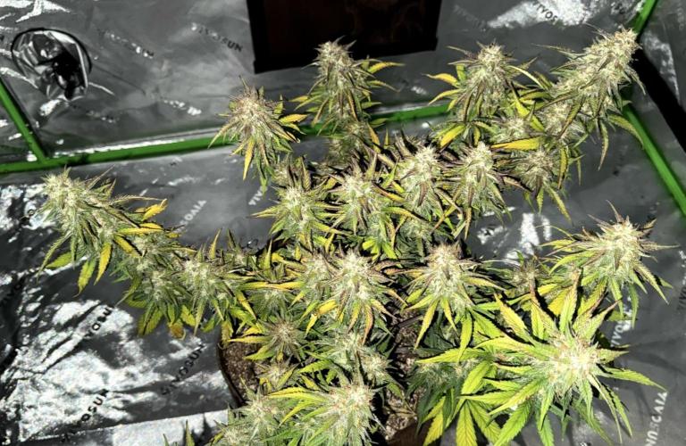 Papaya Cookies Auto. Week 8