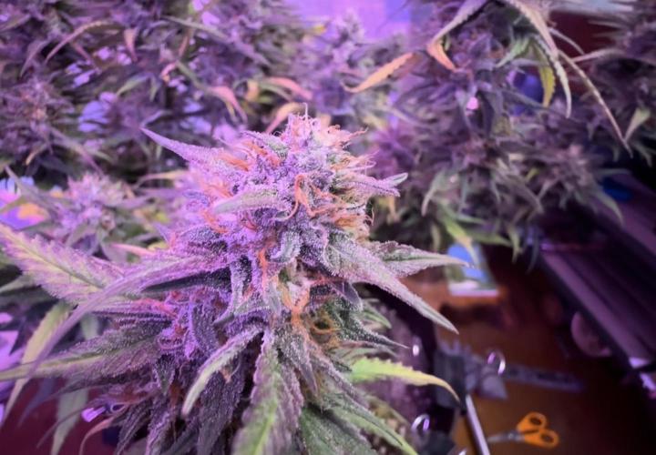 Papaya Cookies Auto. Week 8