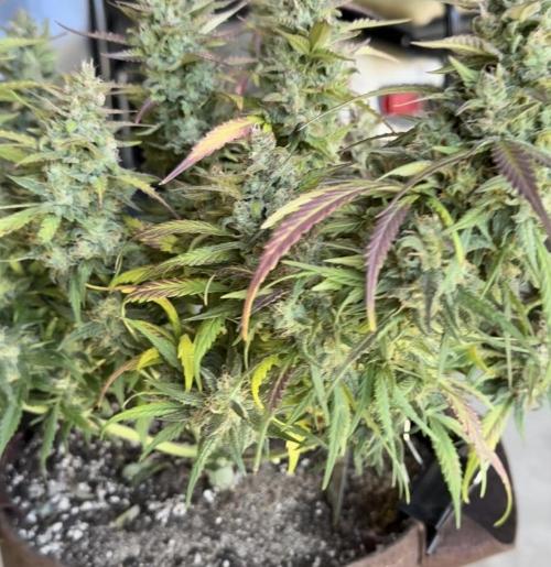 Papaya Cookies Auto. Week 8