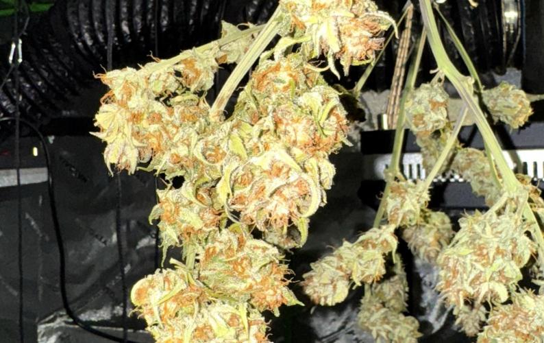 Papaya Cookies Auto. Week 8