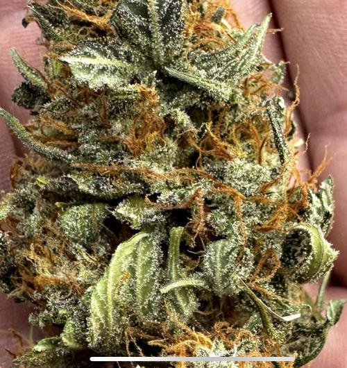 Papaya Cookies Auto. Week 8