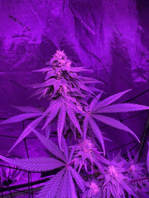 Future Clone. Week 9